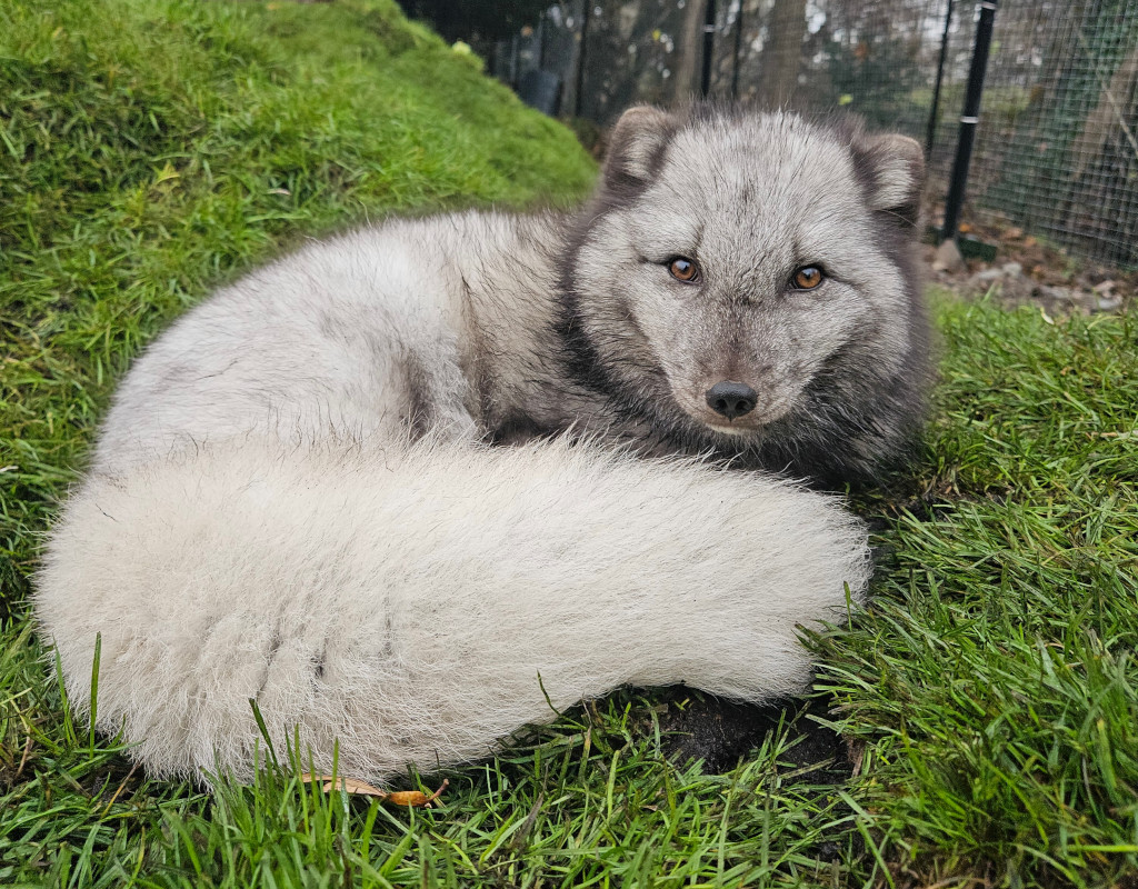 An Arctic fox