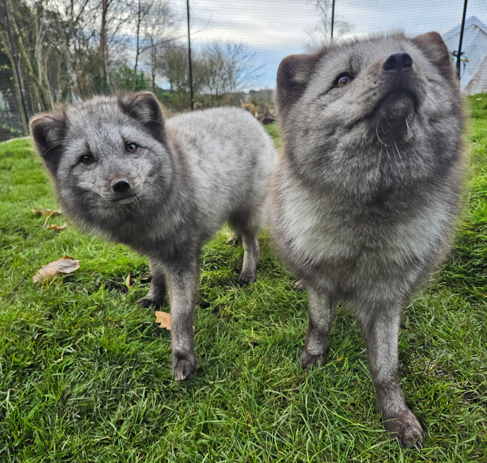 Arctic foxes