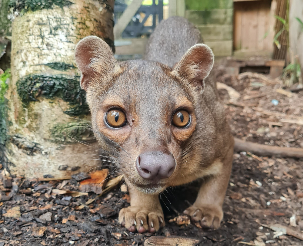 Fossa